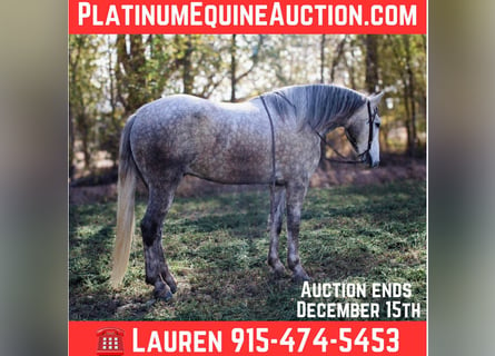 American Quarter Horse, Gelding, 5 years, 16 hh, Gray