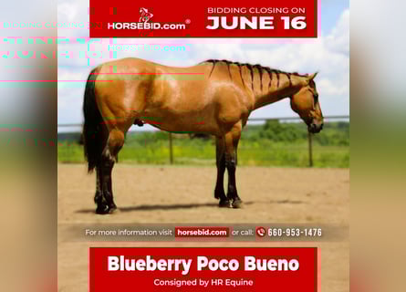 American Quarter Horse, Gelding, 5 years, 16 hh, Grullo
