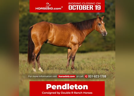 American Quarter Horse, Gelding, 5 years, Buckskin