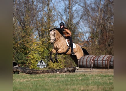 American Quarter Horse, Gelding, 5 years, Buckskin