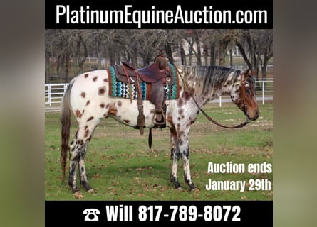 American Quarter Horse, Gelding, 5 years, Chestnut-Red