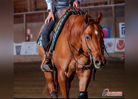 American Quarter Horse, Gelding, 5 years, Chestnut-Red