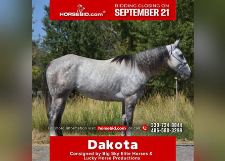 American Quarter Horse, Gelding, 5 years, Grey-Dapple
