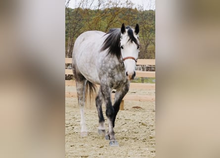 American Quarter Horse, Gelding, 5 years, Grey-Dapple