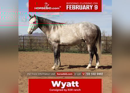 American Quarter Horse, Gelding, 5 years, Grey