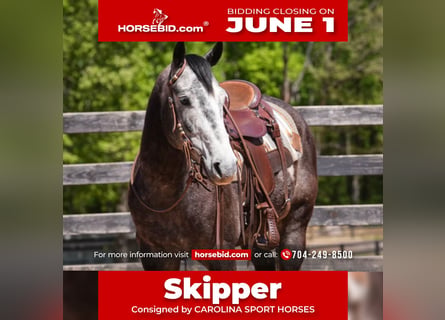 American Quarter Horse, Gelding, 5 years, Grey