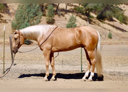 American Quarter Horse, Gelding, 5 years, Palomino