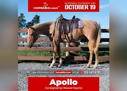 American Quarter Horse, Gelding, 5 years, Palomino