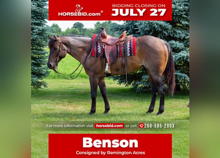 American Quarter Horse, Gelding, 5 years, Roan-Bay