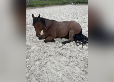 American Quarter Horse, Gelding, 5 years, Roan-Bay