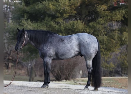 American Quarter Horse, Gelding, 5 years, Roan-Blue