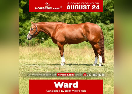 American Quarter Horse, Gelding, 5 years, Sorrel