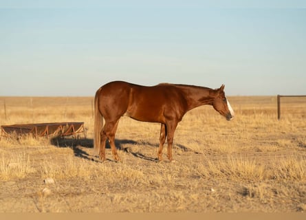 American Quarter Horse, Gelding, 5 years, Sorrel