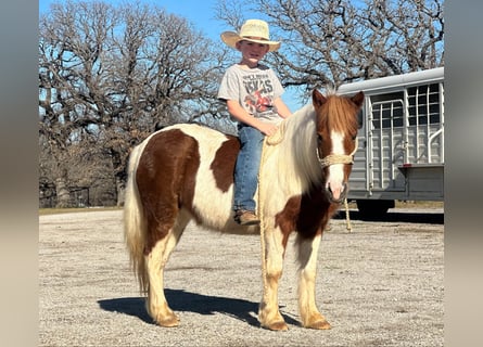 American Quarter Horse, Gelding, 6 years, 10.2 hh, Tobiano-all-colors