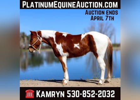 American Quarter Horse, Gelding, 6 years, 13,3 hh, Chestnut