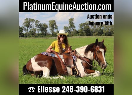 American Quarter Horse, Gelding, 6 years, 14,1 hh, Tobiano-all-colors