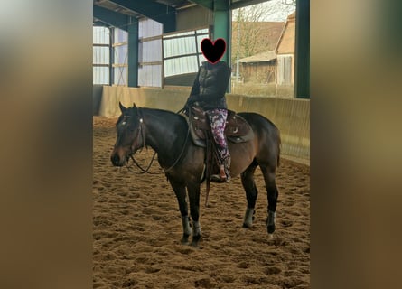 American Quarter Horse, Gelding, 6 years, 14.2 hh, Brown
