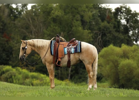 American Quarter Horse, Gelding, 6 years, 14.2 hh, Palomino