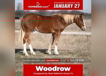 American Quarter Horse, Gelding, 6 years, 14.2 hh, Sorrel