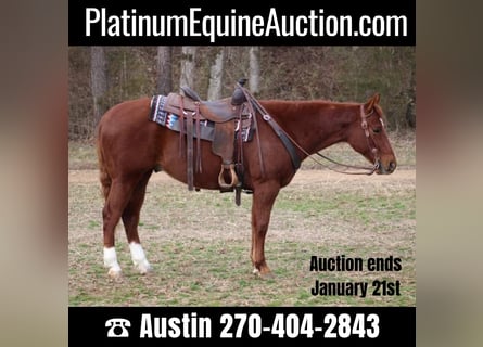 American Quarter Horse, Gelding, 6 years, 14,3 hh, Chestnut