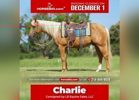 American Quarter Horse, Gelding, 6 years, 14.3 hh, Palomino