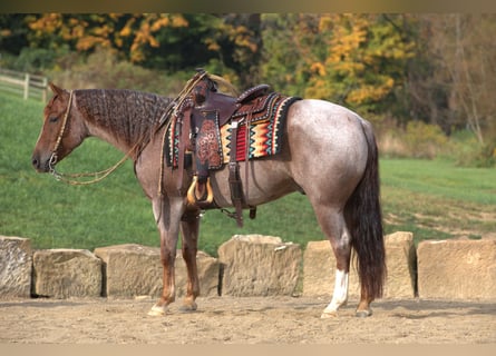 American Quarter Horse, Gelding, 6 years, 14.3 hh, Roan-Red