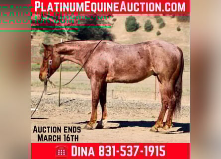 American Quarter Horse, Gelding, 6 years, 14.3 hh, Roan-Red