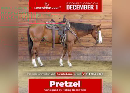 American Quarter Horse, Gelding, 6 years, 14.3 hh, Sorrel