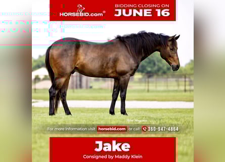 American Quarter Horse, Gelding, 6 years, 14 hh, Bay