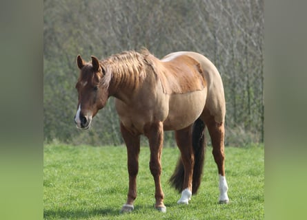 American Quarter Horse, Gelding, 6 years, 14 hh, Chestnut-Red