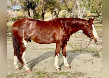 American Quarter Horse, Gelding, 6 years, 14 hh, Roan-Red