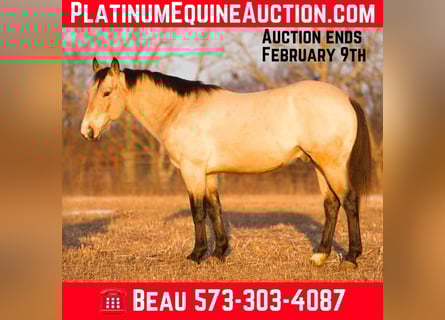 American Quarter Horse, Gelding, 6 years, 14,1 hh, Buckskin
