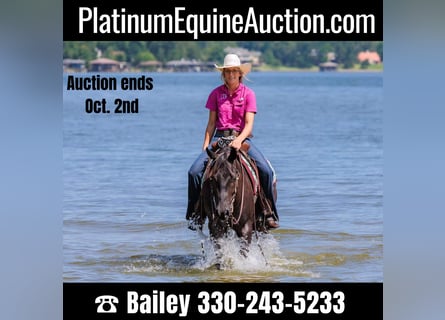 American Quarter Horse, Gelding, 6 years, 14,2 hh, Black