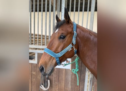 American Quarter Horse Mix, Gelding, 6 years, 14,2 hh, Brown American Quarter Horse Mix, Gelding, 6 years, 14,2 hh, Brown