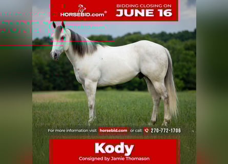 American Quarter Horse, Gelding, 6 years, 14,2 hh, Gray