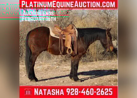 American Quarter Horse, Gelding, 6 years, 14,2 hh, Roan-Red