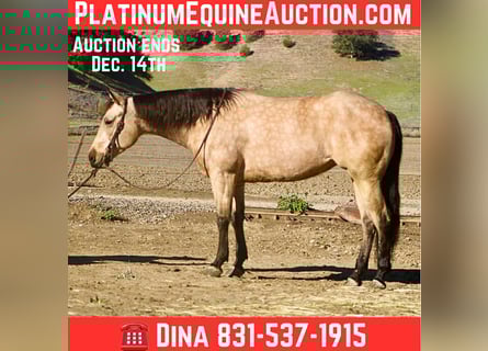 American Quarter Horse, Gelding, 6 years, 14,3 hh, Buckskin