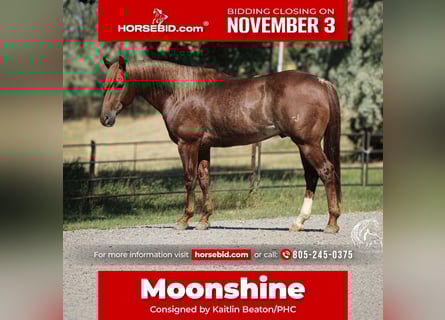 American Quarter Horse, Gelding, 6 years, 14,3 hh, Chestnut