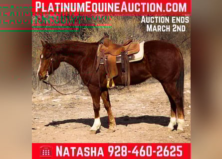 American Quarter Horse, Gelding, 6 years, 14,3 hh, Chestnut