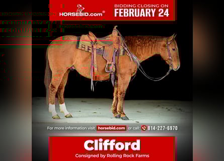 American Quarter Horse, Gelding, 6 years, 14,3 hh, Dun