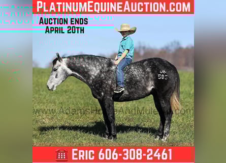 American Quarter Horse, Gelding, 6 years, 14,3 hh, Grey