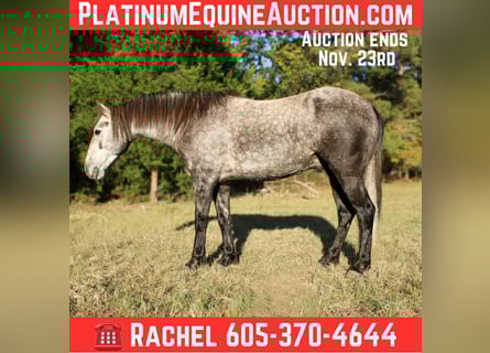 American Quarter Horse, Gelding, 6 years, 14,3 hh, Grey
