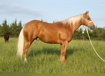 American Quarter Horse, Gelding, 6 years, 14,3 hh, Palomino