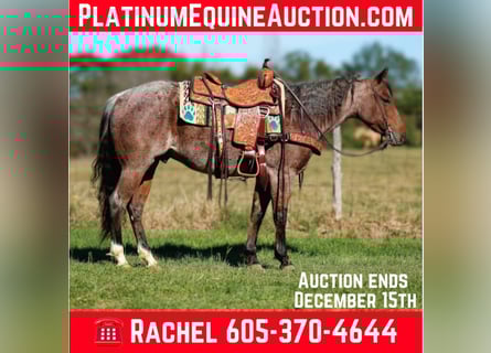 American Quarter Horse, Gelding, 6 years, 14,3 hh, Roan-Bay