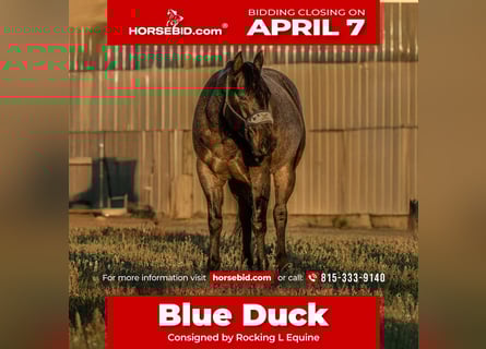 American Quarter Horse, Gelding, 6 years, 14,3 hh, Roan-Blue
