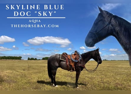 American Quarter Horse, Gelding, 6 years, 14,3 hh, Roan-Blue