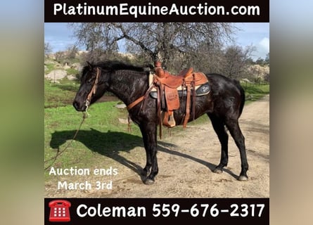 American Quarter Horse, Gelding, 6 years, 14,3 hh, Roan-Blue