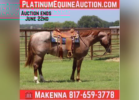 American Quarter Horse, Gelding, 6 years, 14,3 hh, Roan-Red