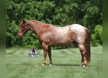 American Quarter Horse, Gelding, 6 years, 14,3 hh, Roan-Red