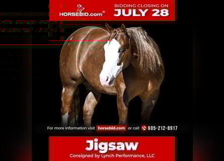 American Quarter Horse Mix, Gelding, 6 years, 14,3 hh, Sorrel